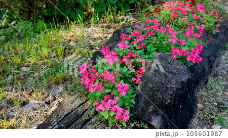 真夏でも元気に可愛く咲くバーベナ 105601987