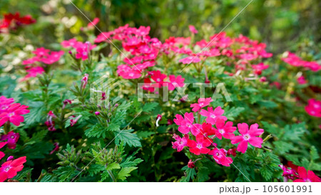 真夏でも元気に可愛く咲くバーベナ 105601991