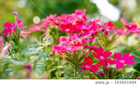 真夏でも元気に可愛く咲くバーベナ 105601994