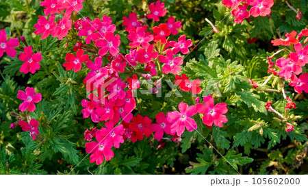 真夏でも元気に可愛く咲くバーベナ 105602000