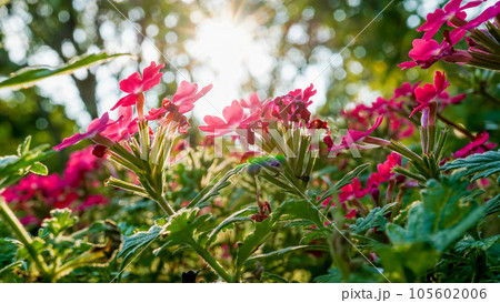 真夏でも元気に可愛く咲くバーベナ 105602006