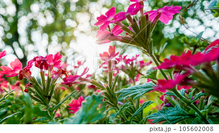 真夏でも元気に可愛く咲くバーベナ 105602008