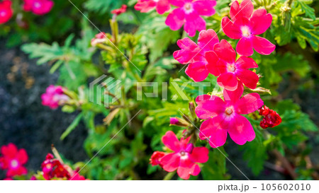 真夏でも元気に可愛く咲くバーベナ 105602010