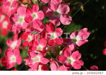 夏の庭に咲くバーベナの赤い花 105602087