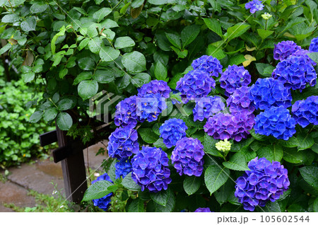 庭園とアジサイ 庭園とアジサイ 105602544
