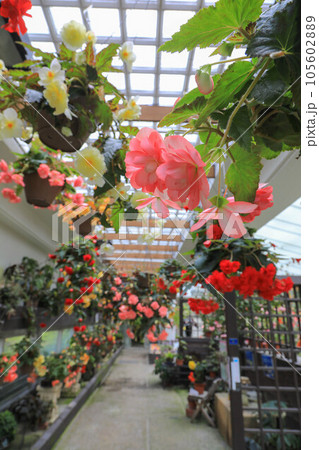 球根ベゴニア 球根ベゴニア 105602889