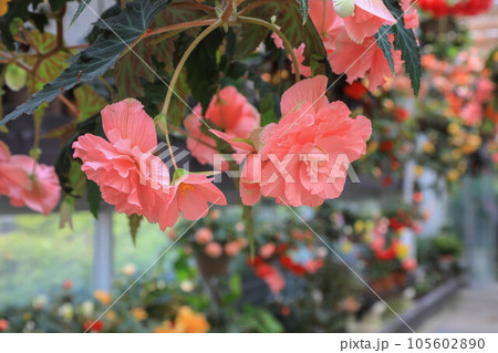 球根ベゴニア 球根ベゴニア 105602890