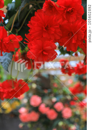 球根ベゴニア 球根ベゴニア 105602892