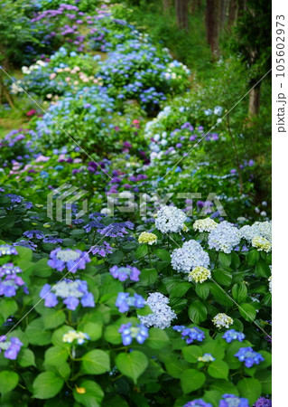 見下ろす・一面紫陽花の丘 見下ろす・一面紫陽花の丘 105602973