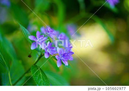 庭のガクアジサイ一輪 105602977