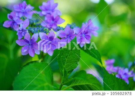フレッシュなガクアジサイの接写 105602978