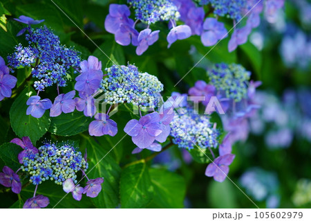 京都恭仁京のガクアジサイ 105602979