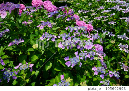 京都府木津川市・恭仁京のアジサイの広場 105602998