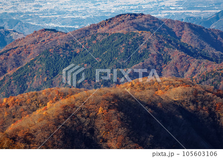 丹沢山地・塔ノ岳から見るブナの黄葉の鍋割山稜 丹沢山地・塔ノ岳から見るブナの黄葉の鍋割山稜 105603106