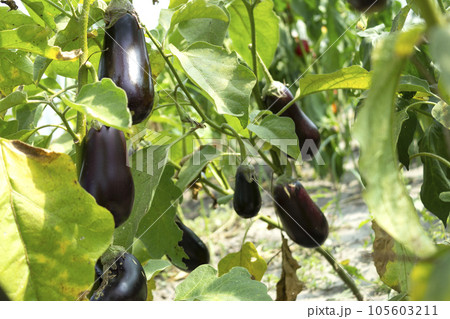 Aubergine eggplant plants in farming. Ripe eggplants growing on a bush. Agricultural Greenhouse with Aubergine vegetables Aubergine eggplant plants in farming. Ripe eggplants growing on a bush. Agricultural Greenhouse with Aubergine vegetables 105603211