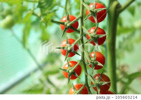 Tomato, cherry tomatoes on a branch in a greenhouse. Harvest of small red tomatoes. Ripe tomato Tomato, cherry tomatoes on a branch in a greenhouse. Harvest of small red tomatoes. Ripe tomato 105603214