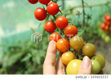 Tomato, cherry tomatoes on a branch in a greenhouse. Harvest of small red tomatoes. Ripe tomato 105603217