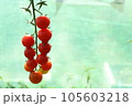 Tomato, cherry tomatoes on a branch in a greenhouse. Harvest of small red tomatoes. Ripe tomato 105603218