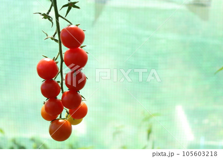 Tomato, cherry tomatoes on a branch in a greenhouse. Harvest of small red tomatoes. Ripe tomato 105603218