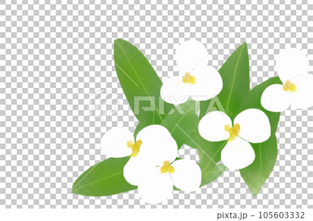 面高（オモダカ）の花のカード2 105603332