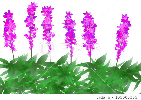 リアトリスの花のカード1 105603335