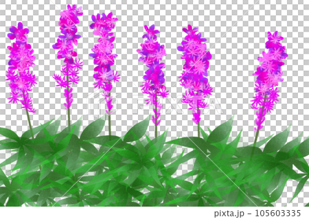 リアトリスの花のカード1 105603335