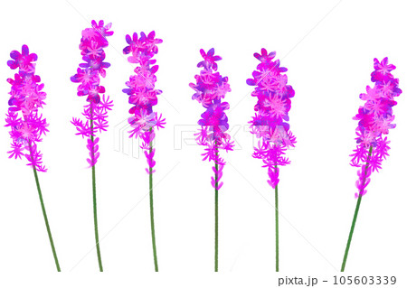 リアトリスの花のカード3 リアトリスの花のカード3 105603339