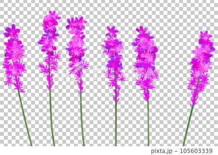 リアトリスの花のカード3 リアトリスの花のカード3 105603339