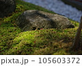 苔の生えた岩 105603372