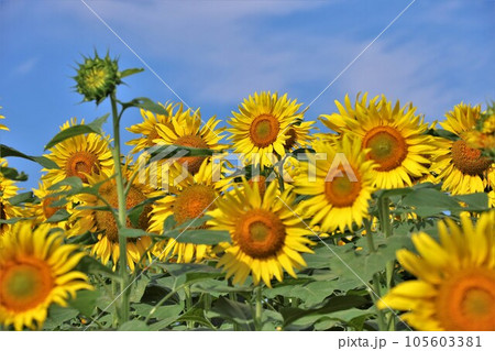 【動画あり】ひまわりと青空 105603381