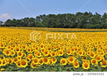 【動画あり】ひまわりと青空 105603382