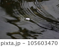 水面に浮かぶ桜 105603470