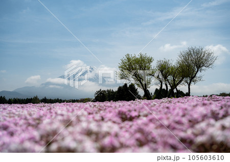 富士本栖湖リゾートの芝桜と富士山 105603610