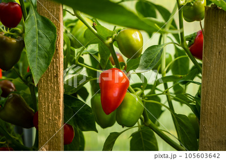 Ripe, red peppers on a bush in a greenhouse or garden in a vegetable garden. Peppers in a greenhouse. Green pepper plantation. Organic farming, growing young green peppers in a greenhouse. Ripe, red peppers on a bush in a greenhouse or garden in a vegetable garden. Peppers in a greenhouse. Green pepper plantation. Organic farming, growing young green peppers in a greenhouse. 105603642