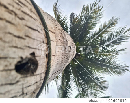 Coconut tree on the beach Coconut tree on the beach 105603813