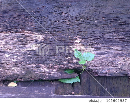 Green tree in Luang Prabang, Laos 105603987