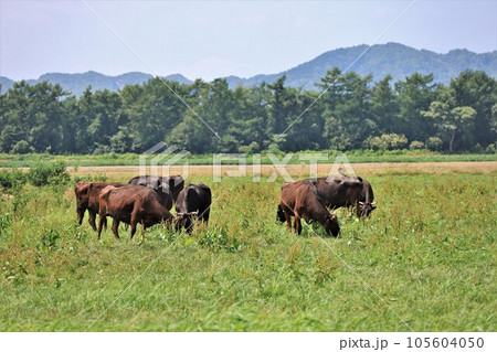 【動画あり】牧場の風景・和牛 【動画あり】牧場の風景・和牛 105604050