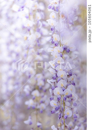 差し込む光の中咲く藤の花 差し込む光の中咲く藤の花 105604061