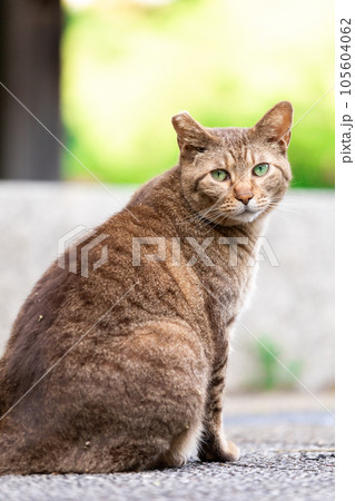 見つめる公園の主猫 105604062