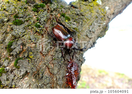 カブトムシ　クワガタムシ　夏休み　子供 105604091
