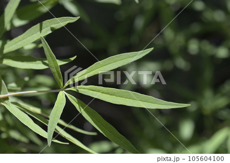 Chaste tree Chaste tree 105604100