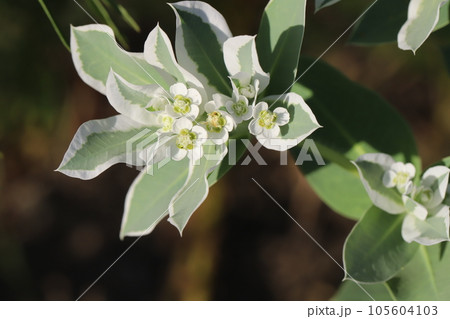 夏の庭に緑に白い縁取りの葉と小さいな花を咲かせるハツユキソウの花 105604103