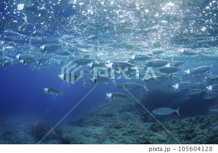 グルクマの群れ 沖縄・恩納村・真栄田岬にて ワイド.21 グルクマの群れ 沖縄・恩納村・真栄田岬にて ワイド.21 105604128