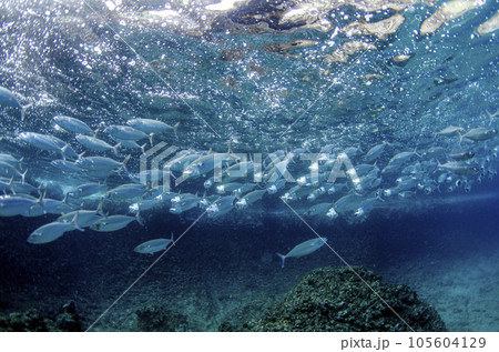 グルクマの群れ　沖縄・恩納村・真栄田岬にて　ワイド.22 105604129