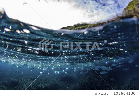 グルクマの群れ&半水面・ワイド・沖縄・恩納村・真栄田岬 グルクマの群れ&半水面・ワイド・沖縄・恩納村・真栄田岬 105604130