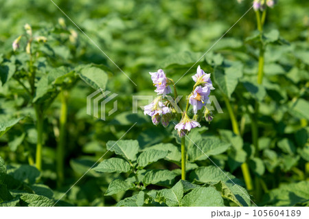 Flowering potato. Potato flowers blossom in sunlight grow in plant. White blooming potato flower on farm field. Close up organic vegetable flowers blossom growth in garden.  105604189