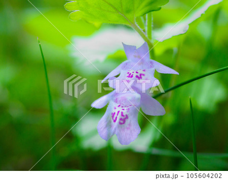 カキドオシ カキドオシ 105604202