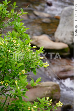 夏山を彩るウコンウツギ 105604299