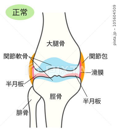正常な膝関節の説明イラスト 105604509