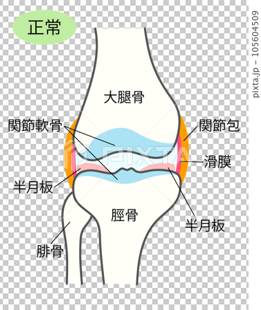 正常な膝関節の説明イラスト 105604509